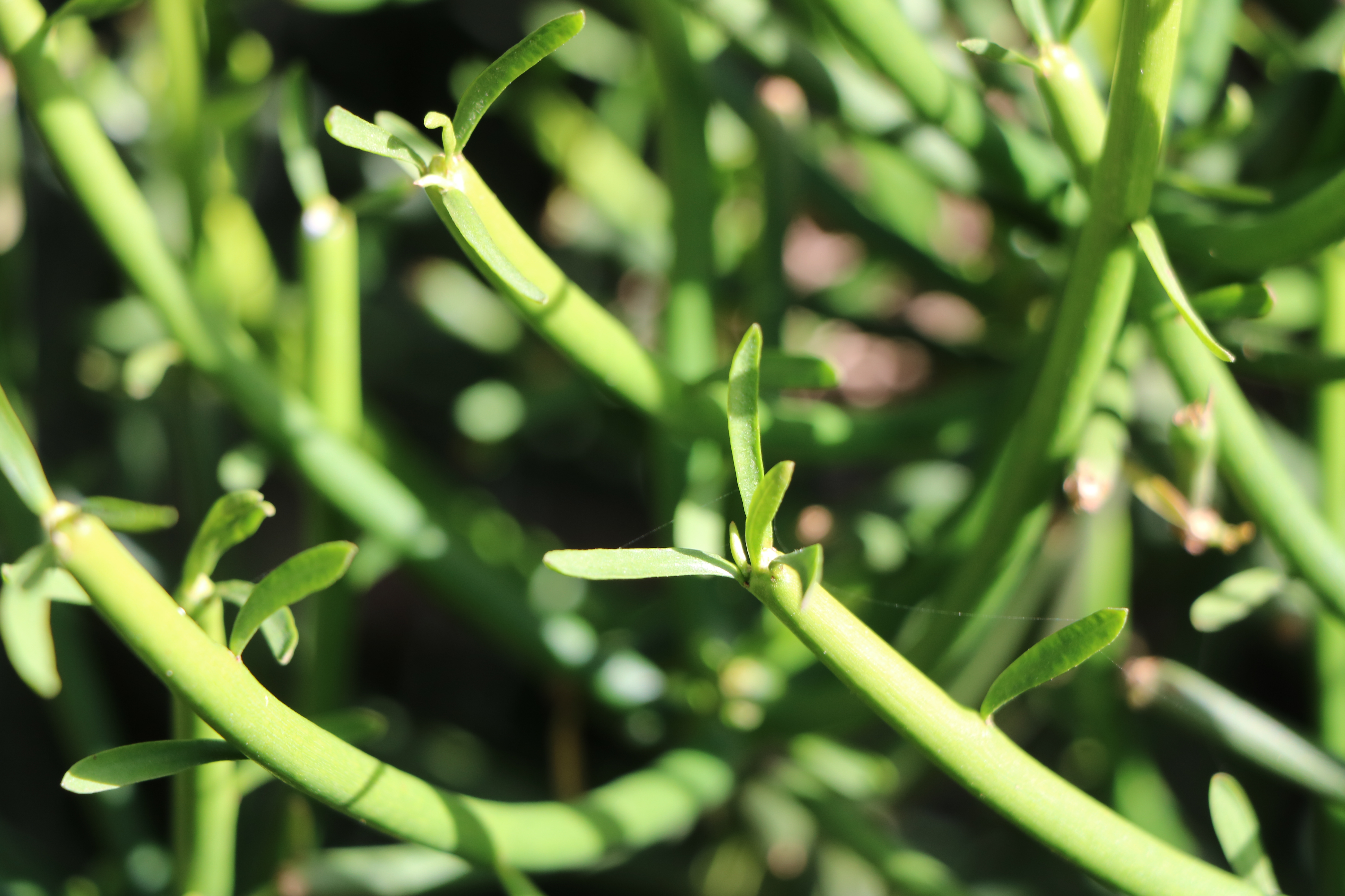 Euphorbia